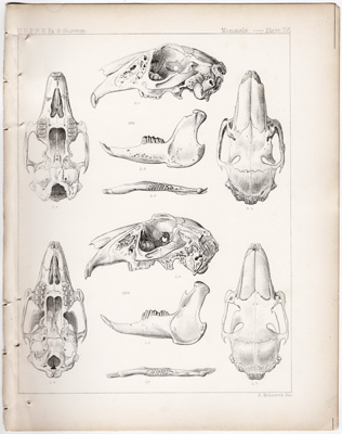 Polar Hare, Gray Hare